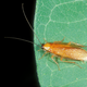 Illustration for article titled How to kill cockroaches by offering them sex
